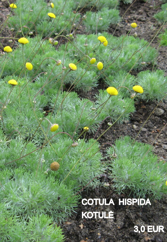 COTULA [kotulė ] C.hispida
