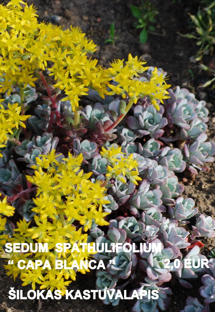SEDUM [šilokas ] S.spathulifolium ‘Capa Blanca ‘