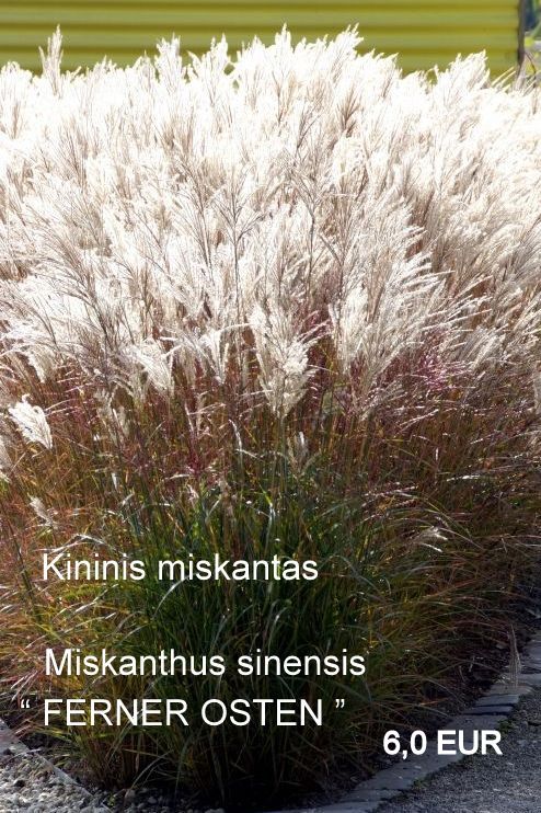 189-miscanthus_sinensis_ferner_osten -3