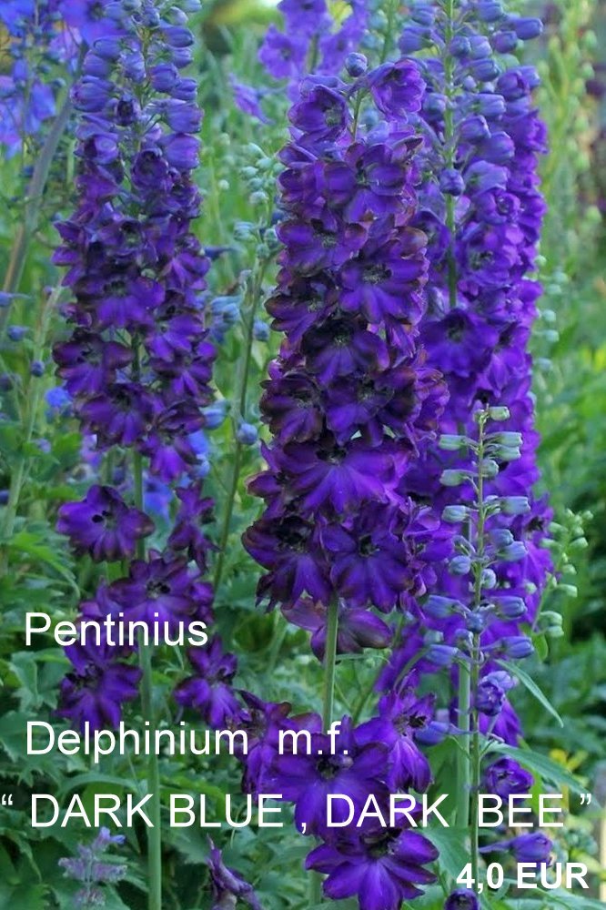 205-magic_fountains_dark_blue_dark_bees_plant_1152_detail